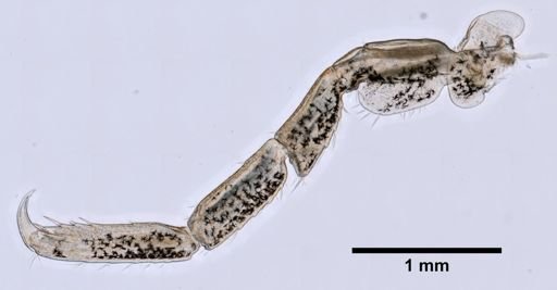 Podocerus chelonophilus