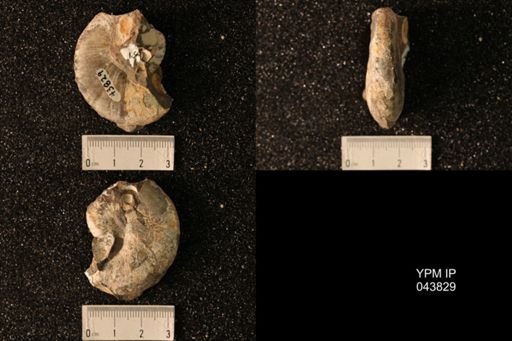Hoploscaphites nicolletii