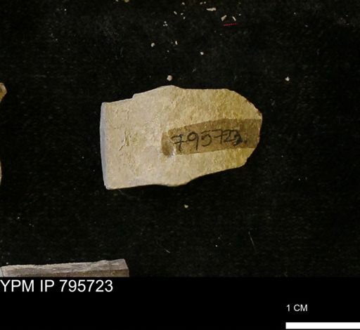 Baculites sp.