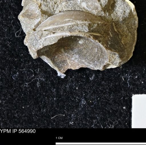 Limopsis striatopunctatus