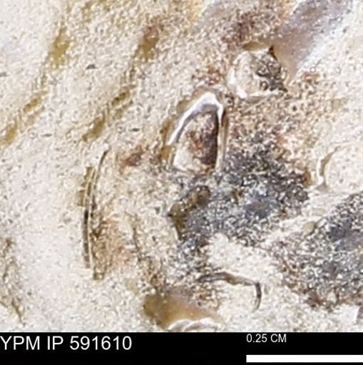 Serpulidae