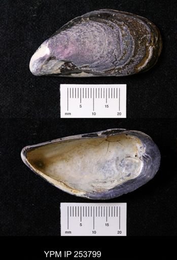 Mytilus edulis