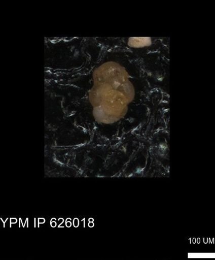 undet. Foraminiferida