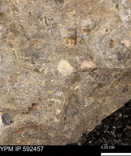 undet. Mollusca