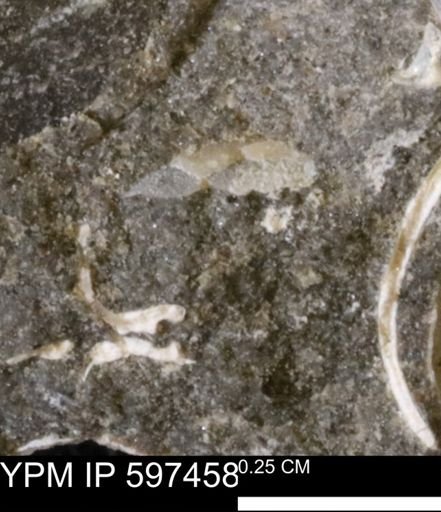 undet. Bivalvia