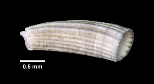 Caecum cooperi