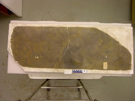 Anomoepus curvatus