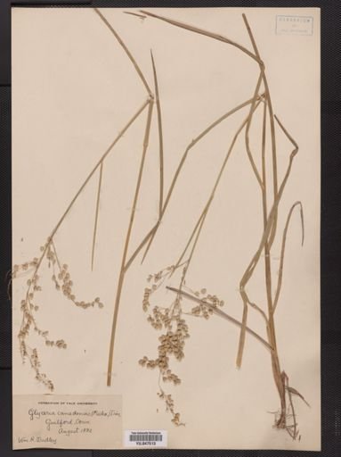 Glyceria canadensis