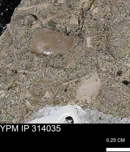 undet. Scaphopoda