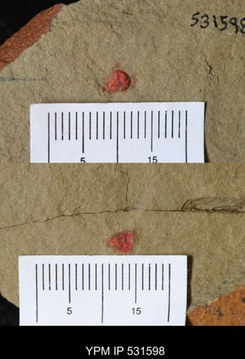 undet. Xiphosurida