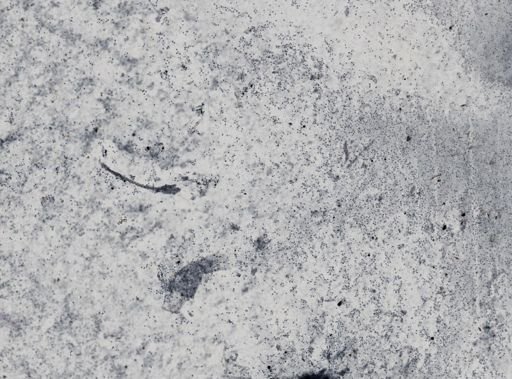 Trichomonas wenrichi