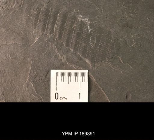 undet. Nautiloidea