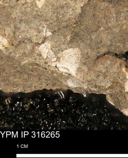 undet. Mollusca