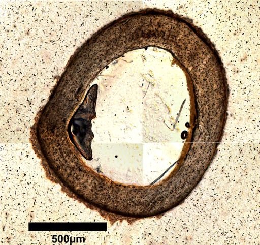 Dipsosaurus dorsalis