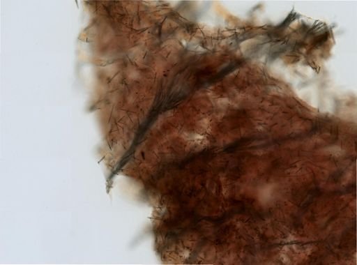 cf. Agelas