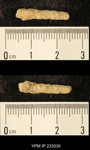 Archaeocidaris sp.