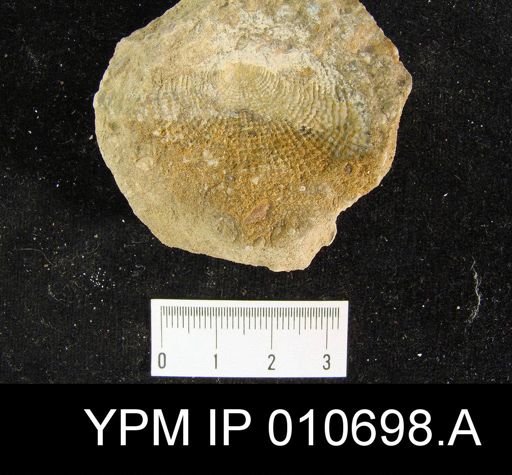 Productus semireticulatus hermosanus