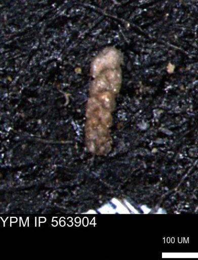 Ammobaculoides phaulus