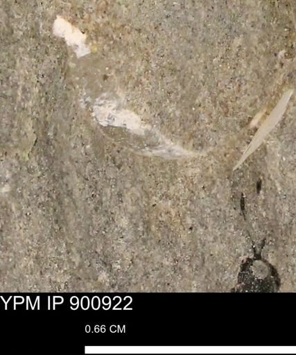 undet. Mollusca