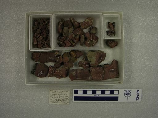 Phenacodus sp.