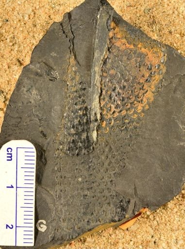 Lepidodendron sp.