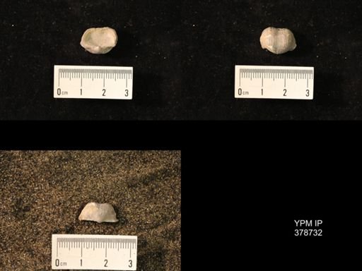 Marginifera wabashensis