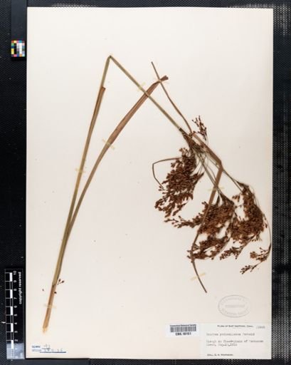 Scirpus pedicellatus