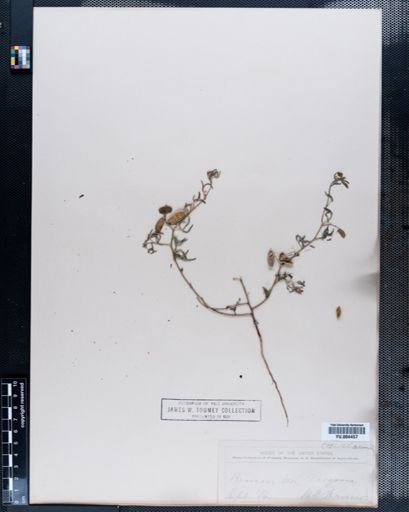 Astragalus