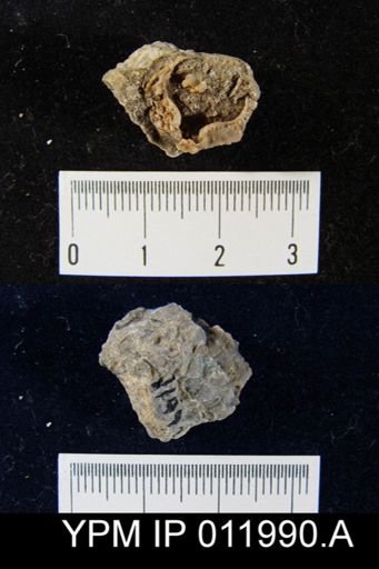 Richthofenia likharewi