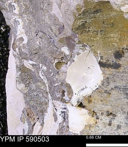 undet. Gastropoda