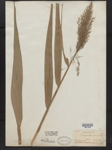 Phragmites communis