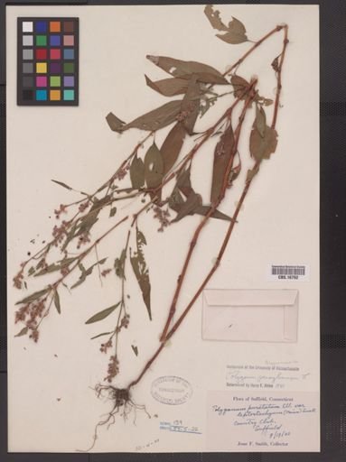 Polygonum pensylvanicum