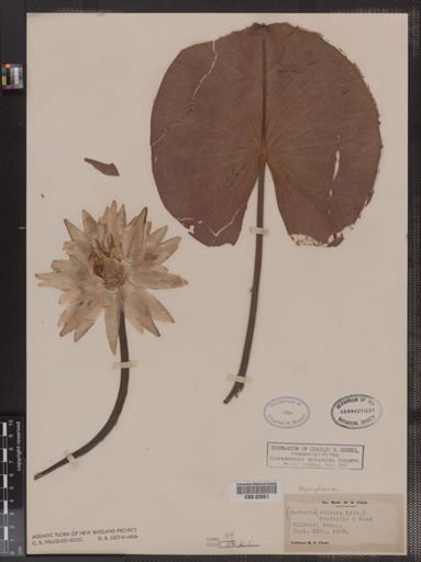 Castalia odorata