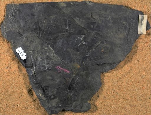 Pecopteris sp.