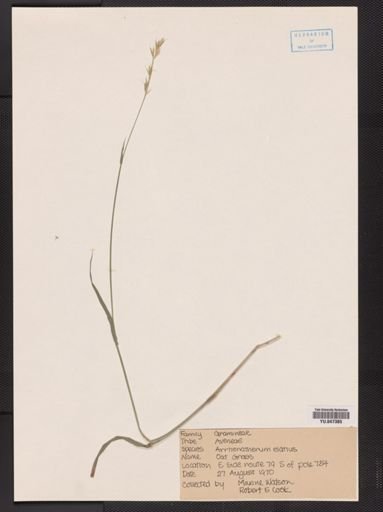 Arrhenatherum elatius