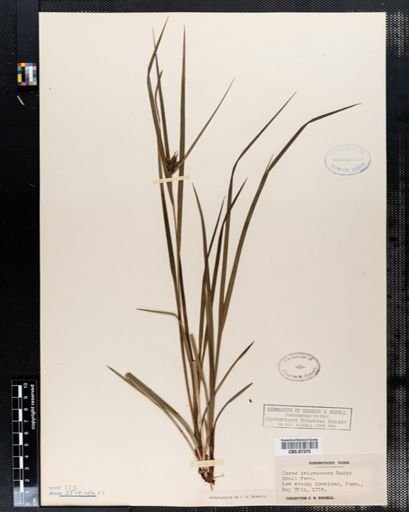 Carex intumescens