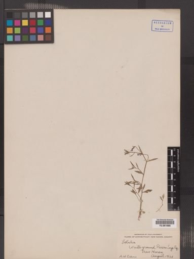 Lobelia kalmii