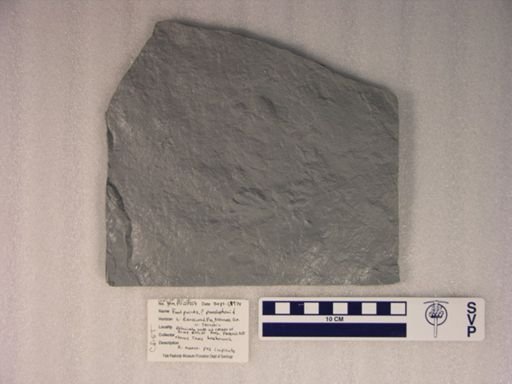 Procolophonichnium sp.