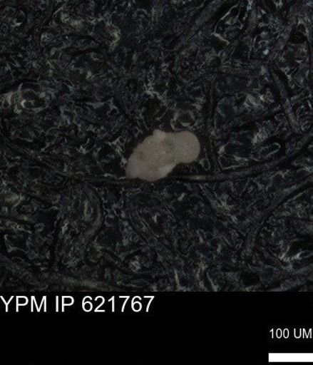 undet. Foraminiferida