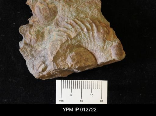 Gasconsoceras cascapediense