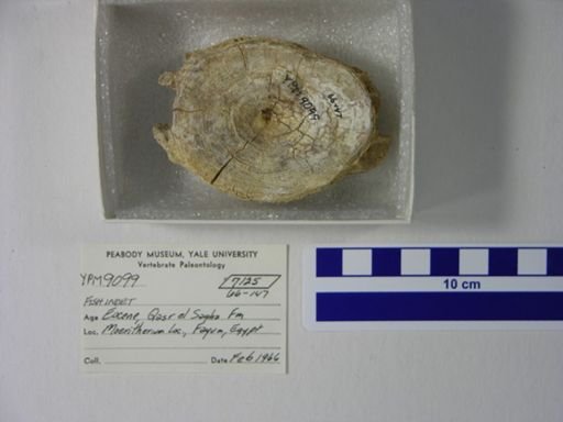 undet. Gnathostomata
