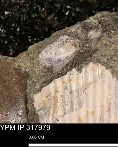 undet. Mollusca