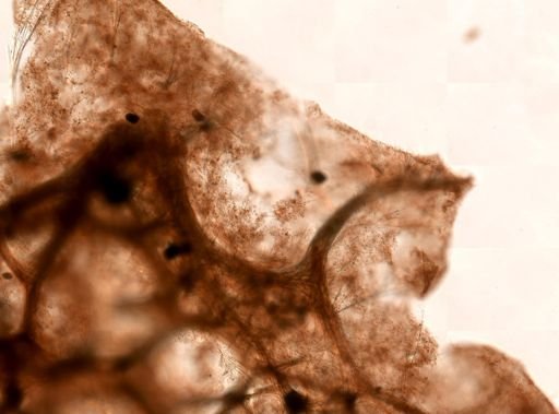 Iotrochota birotulata