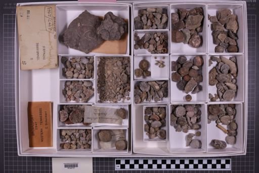 mixed taxa, stratigraphic collection