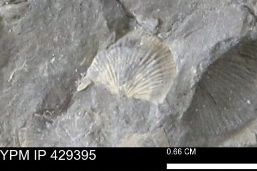 Devonochonetes scitulus