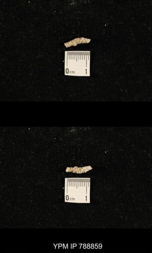 taxon undetermined