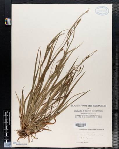 Carex laxiflora