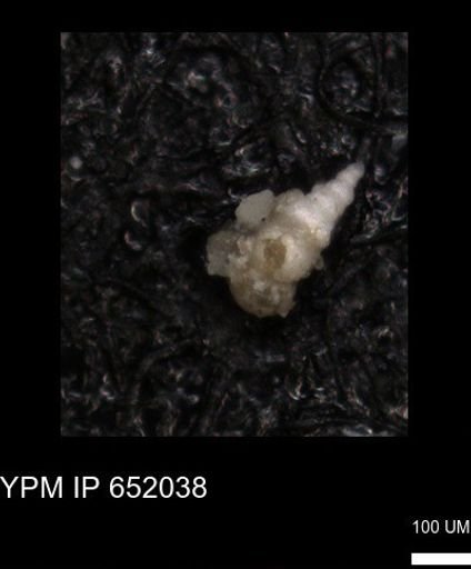 undet. Heterohelicidae