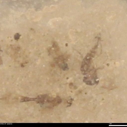 undet. Staphylinidae