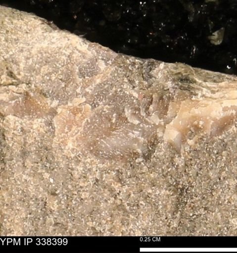 undet. Mollusca